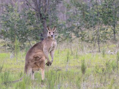 kangaroo, eastern grey kangaroo, animal, marsupial, marsupial mammal, herbivore, nature, wildlife, australian nature, macropod, australian fauna, macropus giganteus, mammal, wildlife photography, macropodidae, natural habitat, australian wildlife, macropods, macropus robustus, wild, bush
