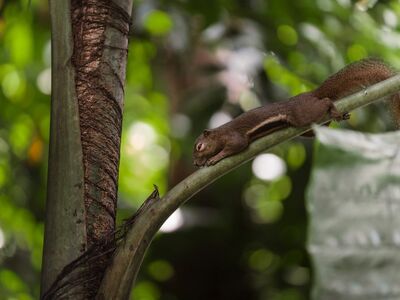 squirrel, nature wallpaper, wallpaper 4k, stretching, 4k wallpaper, palm branch, wildlife, forest, greenery, natural light, beautiful wallpaper, dynamic pose, brown fur, free wallpaper, bokeh, background, cool backgrounds, wallpaper hd, selective focus, wallpaper, 4k wallpaper 1920x1080, free background, full hd wallpaper, laptop wallpaper, mac wallpaper, beautiful nature, jungle, nature background, nature, desktop backgrounds, natural environment, windows wallpaper, animal behavior, 4k, hd wallpaper, desktop wallpaper, colors of nature