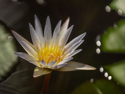 water lily, beautiful flowers, lotus, yellow center, floating bloom, bokeh highlights, flower background, reflective water, serene scene, close up, botanical photography, soft morning light, nature, tranquility, zen, natural beauty, lotus flower, clear water, peaceful atmosphere, flower wallpaper, flower, asian garden, water plant, calm pond