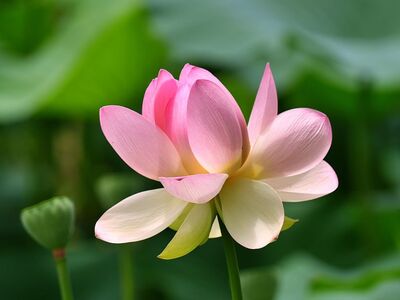 lotus, pink flowers, nature, summer, garden, gardening, beauty, lotus flower, botany, foliage, hummingbird, exotic, water plant, roots, close-up, eco-friendly, tranquility, zen, relaxation, calm