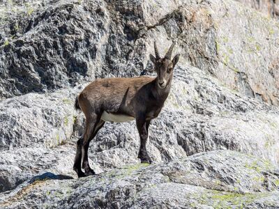 ibex, mountains, rock, wild, animal, nature, alps, wildlife, mountain environment, depicting, mountaineer, haute-savoie, horns, markings, chamonix, bark, adaptation, silhouette, accessibility, camouflage