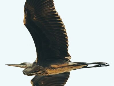 grey heron, bird, flight, soaring, wings, feathers, nature, animal, wildlife, sky, flying bird, majestic, light background, wings spread, in air, wing span, airy, freedom, solo