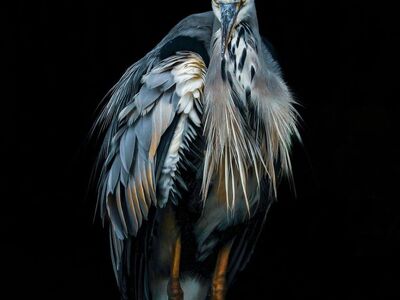 grey heron, bird, plumage, neck, beak, dark, background, nature, studio lighting, drama, posture, wildlife, alert, beautiful wallpaper, elegant, sharp focus, detailed plumage, wild bird, sharp beak, animal