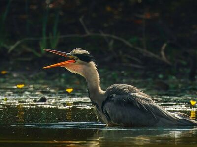 grey heron, heron, wildlife, water bird, calling, open beak, wader, standing in water, pond, wetland, nature, reflection, water ripples, natural habitat, wild animal, outdoors, day, sharp feathers, gray feathers, long neck, sharp beak