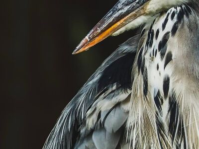 grey heron, bird, wildlife, natural colors, speckled neck, bird portrait, sharp beak, feather texture, nature, subtle colors, nature beauty