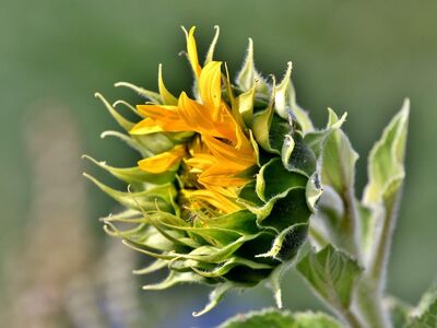 sunflower, flower, nature, yellow, petals, pollen, botany, summer, flower wallpaper, bokeh, rose flower, flower background, bloom, macro photography, detail, growth, fresh, green, close-up, opening, beautiful flowers, rose, leaves
