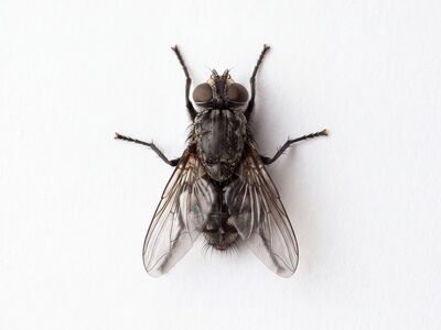 fly, insect, macro, detail, white background, wings, nature, close-up, entomology, fauna, scale, grey, natural world, curiosity, flight, entomology photography, household insect, animal world