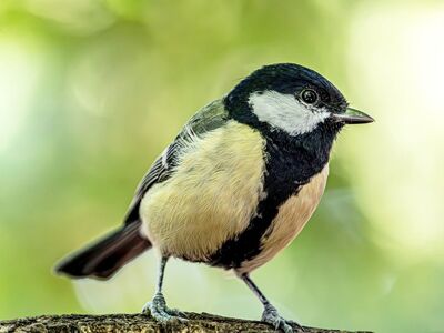 great tit, bird, nature, macro, green background, natural environment, songbird, yellow breast, wildlife, bokeh effect, feathers, avian, perched bird, wood texture, passerine, background, beak, garden bird, small bird