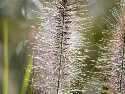 grass, purple, macro, bokeh, ornamental grass, garden, nature, pennisetum, plant, blooming, backlight, summer, fluffy, landscape, texture, season, autumn, design, attractive, focus