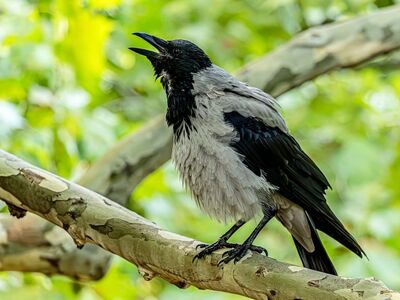 crow, hooded crow, avian, wildlife, background, tree branch, green leaves, calling, cawing, natural, grey, feathers, birdlife, corvid, open beak, animal, fauna, environment, nature, bird lover
