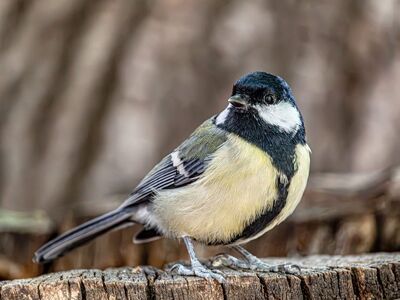 great tit, hd wallpaper, wallpaper hd, bird, wildlife, 4k wallpaper, songbird, beautiful nature, wallpaper 4k, titmouse, parus major, windows wallpaper, laptop wallpaper, full hd wallpaper, nature wallpaper, garden bird, small bird, cool backgrounds, perched, old wood, tree stump, mac wallpaper, free wallpaper, free background, avian, feathers, beak, beautiful wallpaper, cute, looking back, desktop backgrounds, nature, background, nature background, 4k wallpaper 1920x1080, wallpaper
