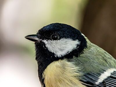 great tit, bird, songbird, macro, feathers, beak, eye, details, background, nature, blur, bokeh, profile, green, wildlife, parus major, detailed, small bird, garden bird