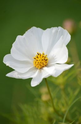 cosmea, cosmos, flower, white flower, nature, gardening, bloom, garden, detail, rural, summer, beautiful, countryside scene, background, soft, quality, photography, pure, decoration, simplicity, green