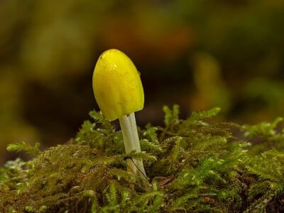 mushroom, moss, macro shot, forest, nature, autumn, ecosystem, forest floor, mycology, growing, natural beauty, small organism, ecological awareness, ecological habitat, forest ecosystem, forest flora, growing mushroom
