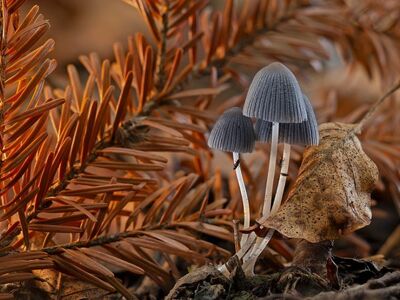 mushrooms, forest floor, autumn, natural beauty, mycology, macro, eco, forest ecosystem, small organisms, growth, brown foliage, nature, leaf, ecological balance, dry leaves, micro-ecosystem, botany, natural environment, science, nature balance, forest flora