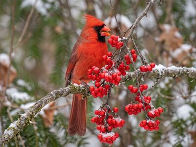 northern bird, winter landscape, red bird, cardinal, berry fruit, red berries, nature, winter, bird on branch, forest, wildlife, landscape, natural scene, natural beauty, outdoor, red and white contrast, botany, ornithology, environment, natural habitat