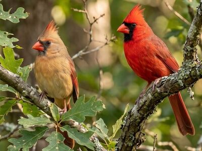 northern cardinal, north america, male and female, bird couple, wildlife, tree branch, yellow bird, red bird, bird migration, natural habitat, ornithology, spring season, bird watching, beak, feathers, sexual dimorphism, natural scenery, branches, green leaves, red crest