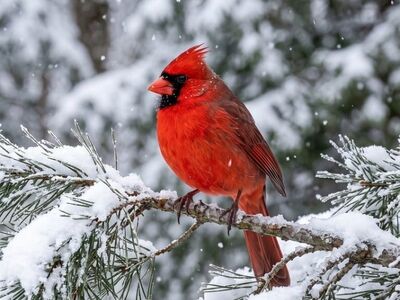 cardinal, red bird, snow, pine tree, bird life, outdoor, winter, natural fauna, wildlife, songbird, christmas scene, natural environment, winter landscape, animal photography, nature picture, birds in winter, white background, nature, bird perched on branch, pink leaves, breathtaking view