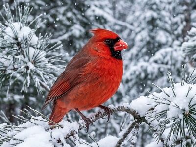 cardinal, snow, winter, fir tree, laden, forest, wilderness, nature, bird, red, branches, avian world, state of the city, deforested, pet, songbird, natural environment, snowy, simplicity, czech republic, birdwatching