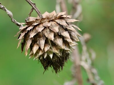 artichoke, dry flower, withered, texture, nature, plant, outdoors, dried flower, natural decoration, autumn color, decorative, autumn season, botany, brown, outdoor decor, garden, old plant, wrinkled, unique, rural, garden design