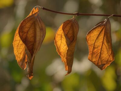 leaves, autumn, nature, dried, brown leaves, texture, aging, gravel, twig, macro, nature details, bokeh background, shades of brown, natural art, unusual, calm, garden, natural colors, blurred background, illuminated