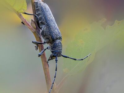 nature, animal, antenna, forest, insect, invertebrate, bug, decoration, macro, gray, detail, stem, wildlife, environment, grayish brown, wild, outdoors