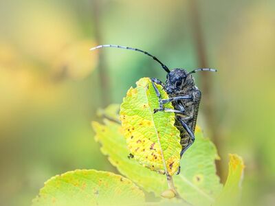 nature, animal, antenna, insect, invertebrate, longhorn beetle, leaf, outdoors, wildlife, forest, macro, details, green, close-up, black, bug, natural, ground, net