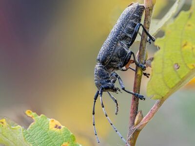 beetle, insect, wood, nature, leaf, sprout, yellow-green, macro, outdoors, forest, wilderness, invader, larva, stalk, detail, multicolored, camera, large, inside, colored, longhorn beetle
