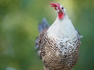 chicken, bird, red comb, white and black, call, perch, nature, outdoor, blurred background, rural, feather, crowing chicken, farming, portrait, silver, just goat, red color, agricultural, countryside, nature photography, animal kingdom