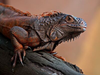 iguana, animal, reptile, wildlife, nature, detail, skin, rough, scales, tree, terrestrial, green, creature, exotic, portrait, color, reptiles, camouflage, sitting, red, close-up