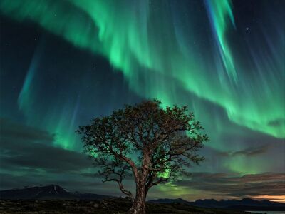 aurora, northern lights, night sky, tree, landscape, stars, starry sky, night landscape, nature, mountain, wilderness, outdoors, landscape photography, night photography, long exposure, dark sky, scenic, serene, dramatic sky, natural beauty