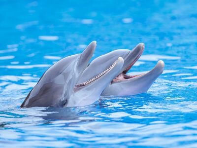 dolphin, nature, ocean, water, blue, mammals, friends, fun, play, jump, fluffy, playing in water, joy, natural, wild, water play, romantic, energetic, marine life