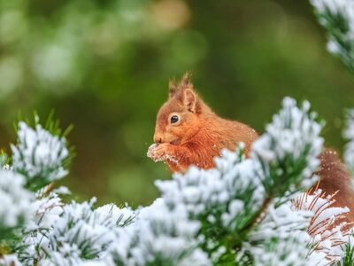 squirrel, winter, snow, evergreen, nature, animal, wilderness, cedar, green, forest, cold, fur, twigs, natural surroundings, teeth, white, movement, wildlife photography, close-up, wildlife, feeding