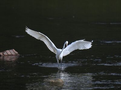 egret, wings, river, water, flight, nature, bird, korean, hunting, fishing, white, calm, animal, wing, feather, wildlife, silence, ecosystem, photography