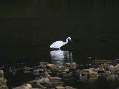 egret, bird, animal, wings, feathers, wildlife, water bird, nature, korean, calm, reflection, pond, rock, simplicity, beige, photography, unique, silence, evening, zen