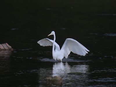 heron, bird, animal, wings, feathers, white, river, water, korea, nature, current, wild, hunting, elegant, fishing, gloss, reflection, landscape photography