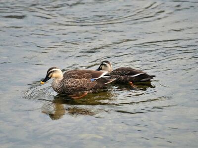 duck, waterfowl, wild duck, pair, nature, water surface, swimming, wildlife, feathers, spot-billed duck, fauna, wings, bathing, hunting, wild, puddle, lake, calm, water, ornithology, wild animal