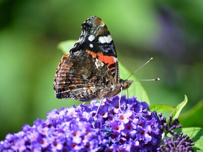 butterfly, red admiral, buddleia, close-up, entomology, insect, nature, flora, flower, wings, colorful, beautiful, macro, ecology, wildlife, summer, nymphalid, ecosystem, garden, culture, outdoor