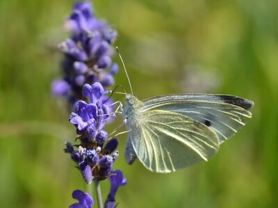 small white butterfly, lavender, insect, butterfly, garden, nature, close-up, animal, nectar, flower, purple, foraging, wildlife, contrast, summer, botany, medicinal plant, wings, biology, environment