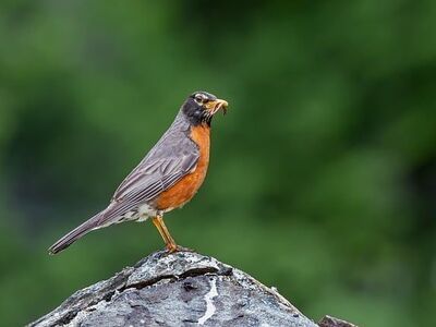 bird, robin, american robin, nature, wild, animals, pond, black, orange, gray, feathered, insect, worm, birdsong, ornithology, unique, sky, tree, rock, belly