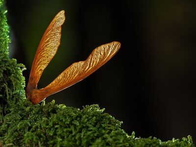 seed, beautiful wallpaper, maple, desktop backgrounds, free wallpaper, moss, wing, nature, wallpaper hd, organism, biology, vegetation, autumn, detail, cool backgrounds, windows wallpaper, 4k wallpaper 1920x1080, laptop wallpaper, mac wallpaper, wallpaper 4k, free background, 4k wallpaper, background, full hd wallpaper, ecosystem, forest, hd wallpaper, texture, light, macro, green, branch