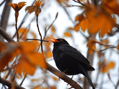 blackbird, branch, autumn leaves, song, nature, songbird, animal, birdwatching, wildlife, autumn mood, bird sounds, color, ecosystem, black bird, tree, ornithology, detail, animal sounds, natural environment