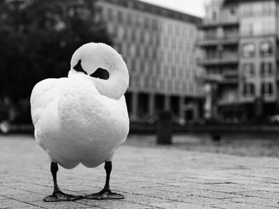 swan, black and white, urban background, peacock, bird, architecture, fountain, grooming, lake, art, nature, river, pedestrian area, close-up, silhouette, majestic, beak, park, wild animal, winter