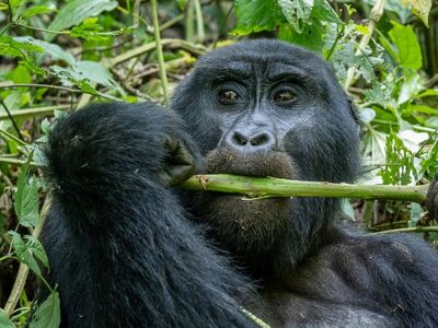 mountain, gorilla, uganda, nature, rainforest, jungle, mammals, wild, animal, orientation, fauna, vegetation, branches, greenery, feeding, primate, nutritious, environment, wilderness