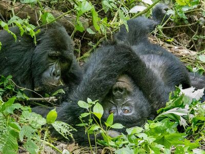 gorilla, mountain, wildlife, bwindi, rainforest, nature, jungle, uganda, ape, conservation, beautiful flowers, habitat, endangered, mammals, flower wallpaper, family, african, green, flower background, communication, flowers, together, animal watching