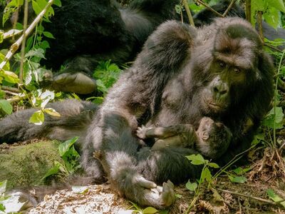 gorilla, mother and child, mammal, rainforest, nature, wildlife, family, uganda, africa, bwindi, primates, bond, animal care, calm, conservation, tropics, natural habitat, protection