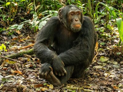 chimpanzee, animal, rainforest, uganda, jungle, primate, kibale, sitting, wilderness, wildlife, nature, park, forest, sitting monkey, green leaves, african wilderness, african primates, forest floor, natural habitat