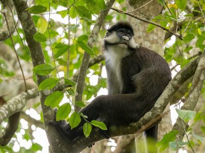 monkey, nature, trees, branches, forest, green, animal, mammal, leaves, wilderness, wild, caribbean, ecosystem, biotope, biodiversity, diversity, environment, conservation, evolution, biology