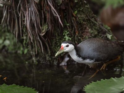 forest, tropical, bird, camouflage, plumage, wild, waterfall, photograph, natural, peaceful, nature, green, wetland, fauna, biotope, climate, predators, animal, observation, faunal richness