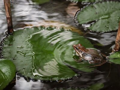 frog, water lily, pond, leaves, water surface, green color, nature, biodiversity, amphibian, aquatic plants, calm surface, lotus pond, natural world, water habitat, water biodiversity, moss, water ecosystem, ripples on pond, serene environment